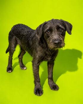 DEBBIE -  Mixed Breed Dog for Adoption in Jacksonville, Florida - DEBBIE | PetCurious