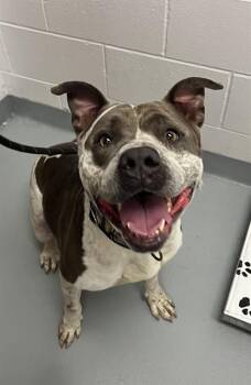 Pit Bull Terrier Dogs Available for Adoption in St. Cloud, Florida - NENA | PetCurious