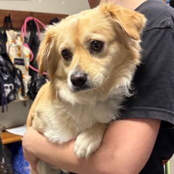 Mark -  Chihuahua and Mixed Breed Dog for Adoption in Yuma, Arizona - Mark | PetCurious