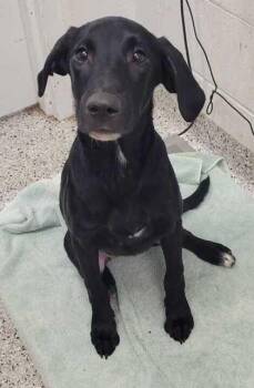 Dewdrop PhD -  Mixed Breed Dog for Adoption in Kansas City, Missouri - Dewdrop PhD | PetCurious