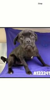 Pug Dogs Available for Adoption - Hugo | PetCurious