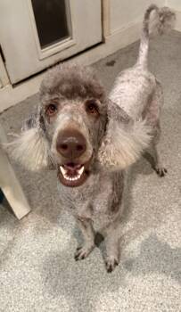 Standard Poodle Dogs Available for Adoption in De Pere, Wisconsin - Makayla | PetCurious
