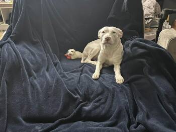 Abby -  Pit Bull Terrier Dog Available for Adoption - Abby | PetCurious
