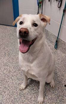 Lucky -  Labrador Retriever Dog for Adoption in Golden, Colorado - Lucky | PetCurious