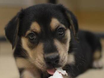 Geiselsoder -  Pit Bull Terrier and Mixed Breed Dog for Adoption in Portland, Oregon - Geiselsoder | PetCurious