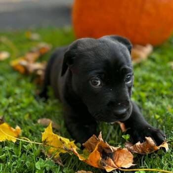 Chipper -  Labrador Retriever and American Bulldog Dog for Adoption in Brockport, New York - Chipper | PetCurious
