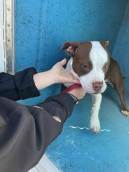 Mixed Breed Dogs Available for Adoption - PRECIOUS | PetCurious