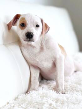 Rescue Mixed Breed Dogs for Adoption in Savage, Minnesota - Little Rascals Litter - Spanky | PetCurious
