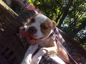 Rescue Bull Terrier Dogs for Adoption in Egg Harbor City, New Jersey - Mya | PetCurious