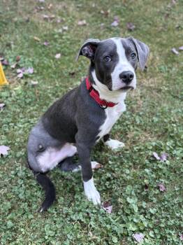 Rescue Pit Bull Terrier Dogs for Adoption in Greenwich, Ohio - Mako | PetCurious