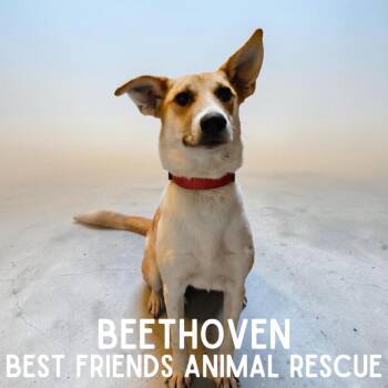 Beethoven -  Terrier Dog for Adoption in Wasilla, Alaska - Beethoven | PetCurious