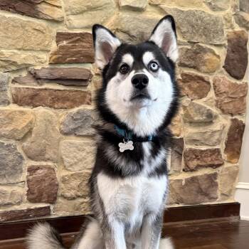 Koda -  Husky and Mixed Breed Dog for Adoption in Little Rock, Arkansas - Koda | PetCurious