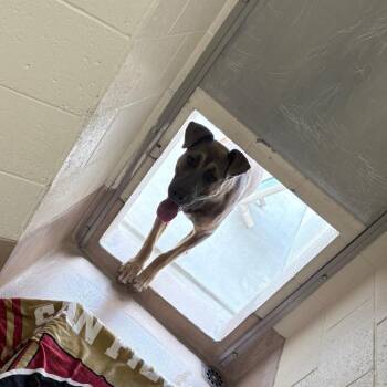 Rascal -  German Shepherd Dog and Pit Bull Terrier Dog for Adoption in Reno, Nevada - Rascal | PetCurious