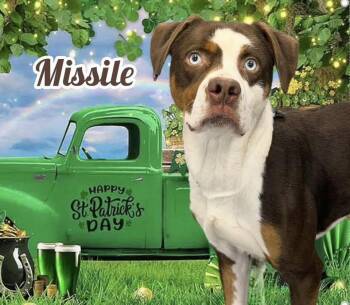 Mixed Breed Dogs Available for Adoption - Missile | PetCurious