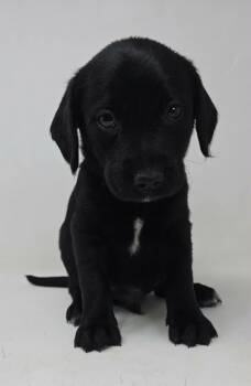 Labrador Retriever and Retriever Dogs Available for Adoption in New York, New York - Wild Again *foster Needed* | PetCurious