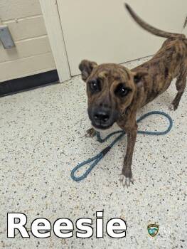 Reesie -  Pit Bull Terrier Dog for Adoption in Rocky Mount, North Carolina - Reesie | PetCurious
