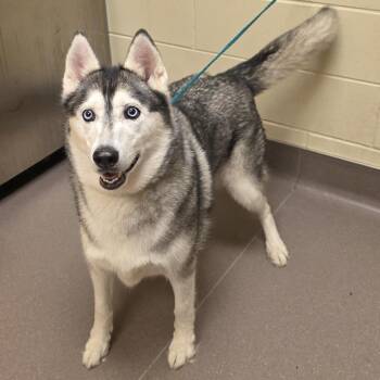 Maya -  Husky Dog for Adoption in Norman, Oklahoma - Maya | PetCurious