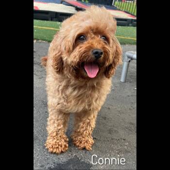 Connie -  Cavapoo Dog for Adoption in Fredericksburg, Virginia - Connie | PetCurious