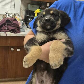 George -  Shepherd Dog for Adoption in Woodstock, Ontario - George | PetCurious