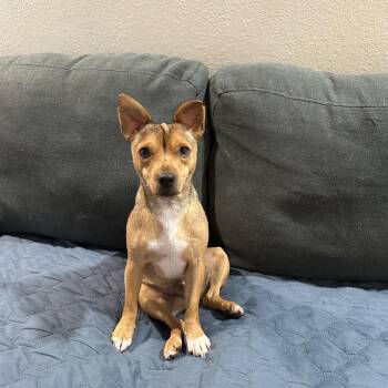 Rusty Rowan -  Jack Russell Terrier and Mixed Breed Dog for Adoption in New Orleans, Louisiana - Rusty Rowan | PetCurious
