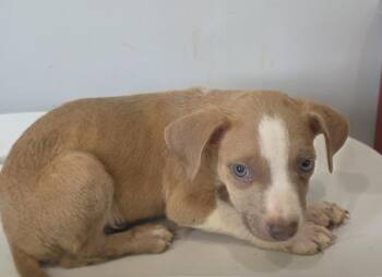 Cedric -  Pit Bull Terrier Dog for Adoption in Cleveland, Tennessee - Cedric | PetCurious