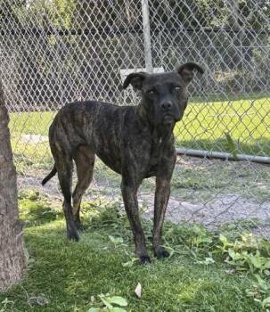 Franky - 2 -  Retriever and Mixed Breed Dog for Adoption in Daytona Beach, Florida - Franky - 2 | PetCurious