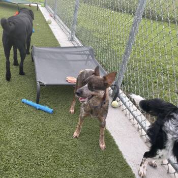 Tango -  Australian Cattle Dog Blue Heeler Dog for Adoption in Liberty, Missouri - Tango | PetCurious