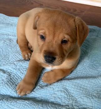 Boy 3 -  Carolina Dog and Chow Chow Dog for Adoption in Pelzer, South Carolina - Boy 3 | PetCurious