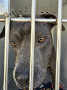 NEVILLE -  Pit Bull Terrier Dog for Adoption in Sacramento, California - NEVILLE | PetCurious
