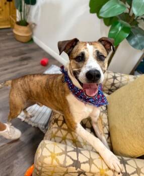 Labrador Retriever and Boxer Dogs Available for Adoption in Friendswood, Texas - Tigger Tiggy The Best Boy Ever  | PetCurious