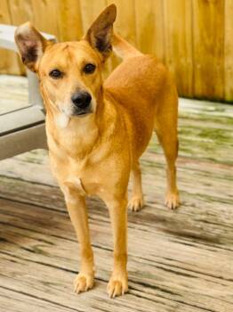 Rescue Labrador Retriever and Mixed Breed Dogs for Adoption in St. Augustine, Florida - Aspin | PetCurious