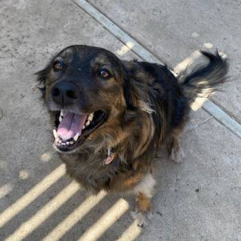 Shepherd Dogs Available for Adoption in Magnolia, Texas - Lily | PetCurious