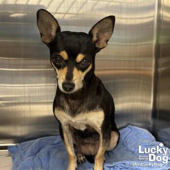 Magpie -  Chihuahua Dog for Adoption in Washington, District Of Columbia - Magpie | PetCurious