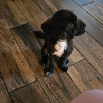 DOZER -  Shih Poo Dog for Adoption in Chicopee, Massachusetts - DOZER | PetCurious