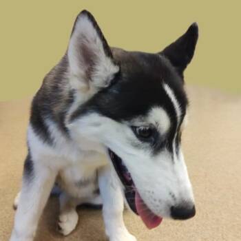 Ratty -  Husky Dog for Adoption in Brenham, Texas - Ratty | PetCurious