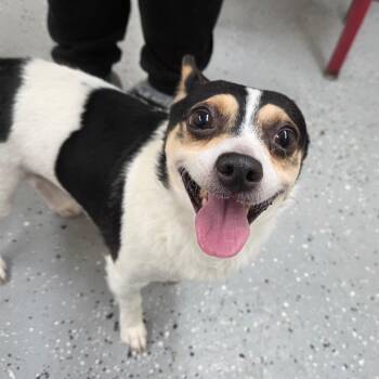 Chihuahua Dogs Available for Adoption - Taco | PetCurious