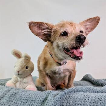 PALOMA -  Chihuahua and Mixed Breed Dog for Adoption in Thousand Palms, California - PALOMA | PetCurious
