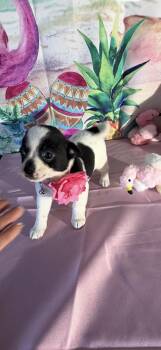Chihuahua and Rat Terrier Dogs Available for Adoption in Cottonwood, California - Dominique | PetCurious