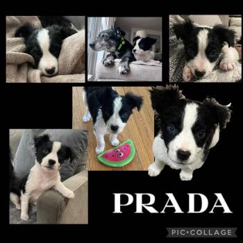 Mixed Breed Dogs Available for Adoption - Prada | PetCurious