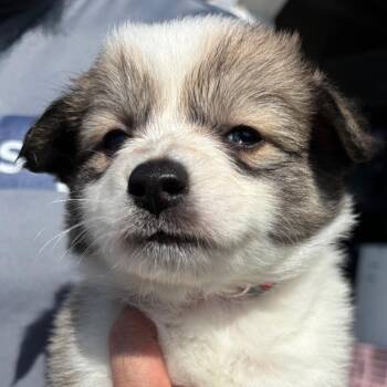 American Eskimo Dog and Pembroke Welsh Corgi Dogs Available for Adoption - Suave | PetCurious