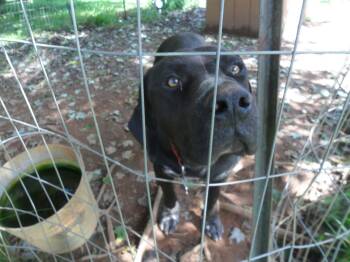 Teddy - Courtesy Post -  Black Labrador Retriever Dog for Adoption in Floyd, Virginia - Teddy - Courtesy Post | PetCurious