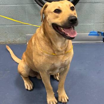 Rambler -  Labrador Retriever and Mixed Breed Dog for Adoption in Greensboro, North Carolina - Rambler | PetCurious