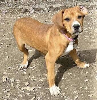 Laverne -  Hound Dog for Adoption in Manchester, Connecticut - Laverne | PetCurious