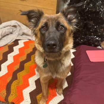 Lumira -  Mixed Breed Dog for Adoption in Buffalo, Minnesota - Lumira | PetCurious
