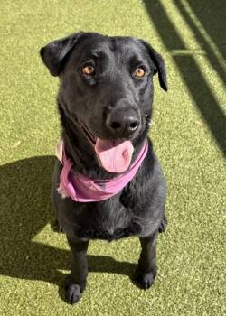 Veronica -  Black Labrador Retriever Dog Available for Adoption in Wenatchee, Washington - Veronica | PetCurious