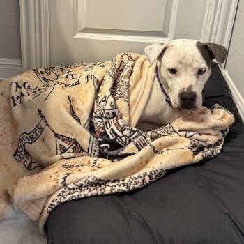 Pit Bull Terrier Dogs Available for Adoption - Bowtie | PetCurious