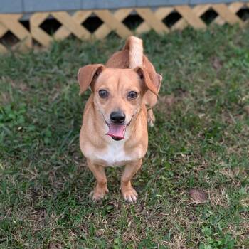 Michele -  Dachshund and Terrier Dog for Adoption in Baton Rouge, Louisiana - Michele | PetCurious