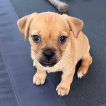 Presley -  Pug and Yorkshire Terrier Dog for Adoption in Las Vegas, Nevada - Presley | PetCurious