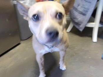 CORA -  Rat Terrier and Mixed Breed Dog for Adoption in Tulsa, Oklahoma - CORA | PetCurious