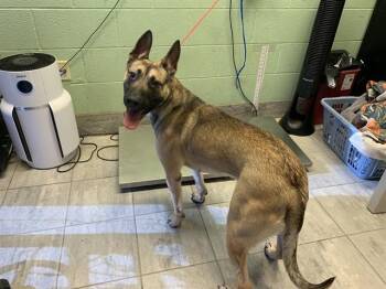 CHANEL -  German Shepherd Dog Dog for Adoption in Grand Prairie, Texas - CHANEL | PetCurious